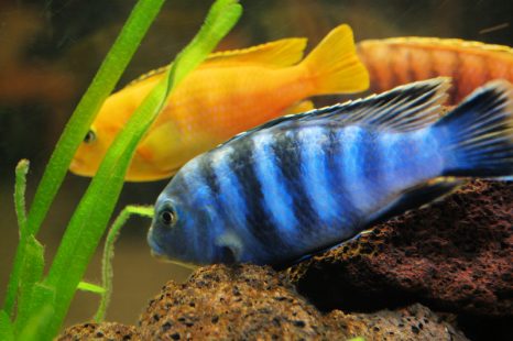 ψάρια Cichlid