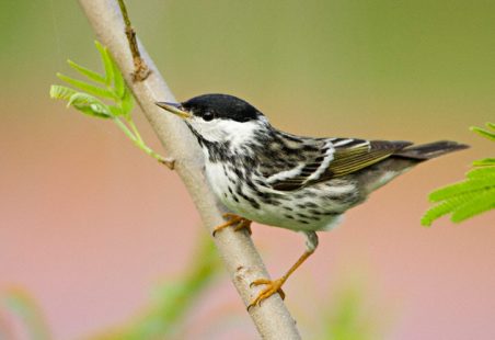 Setophaga striata