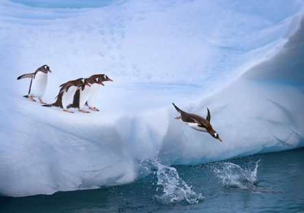GentooPenguin, πιγκουίνοι γκεντού 