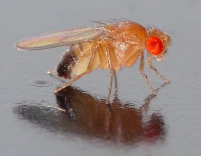 Μύγα, Drosphila