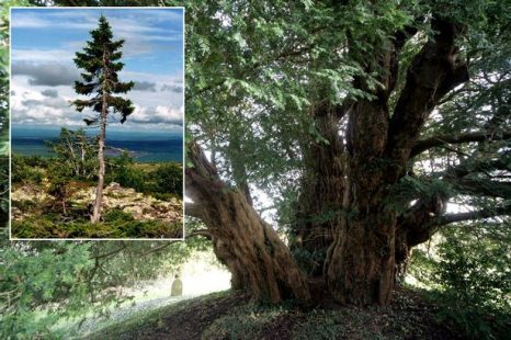 Το δέντρο Ashbrittle Yew. Στο ένθετο το αρχαιότερο δέντρο του πλανήτη.