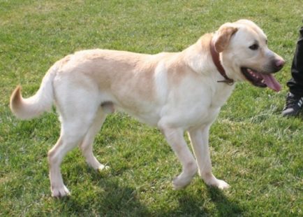 labrador, σκύλος